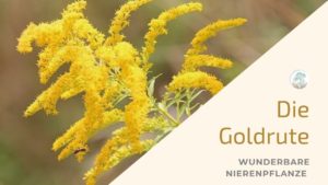 Die Goldrute wunderbare Nierenpflanze