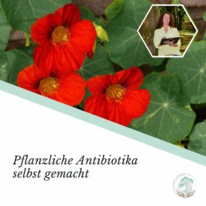 Titelbild Pflanzliche Antibiotika rote Blüten
