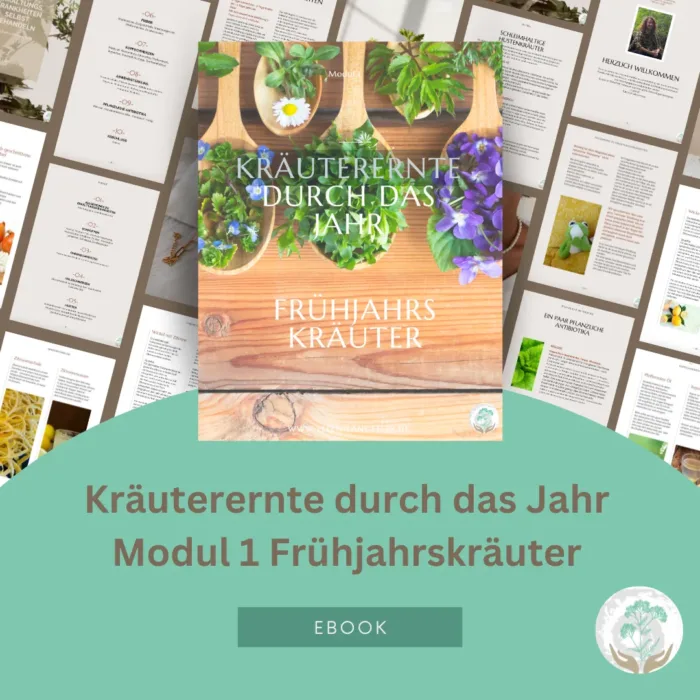 E-Book Kräuterernte Modul1 Frühjahrskräuter