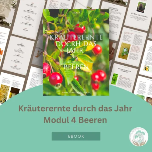 E-Book Kräuterernte Modul4 Beeren