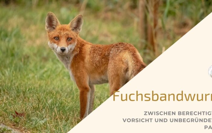 Fuchs auf Wiese