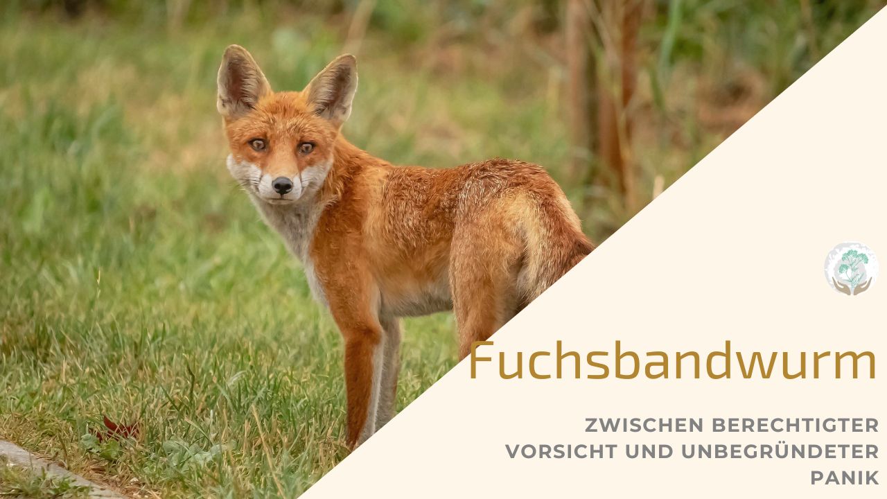 Fuchs auf Wiese